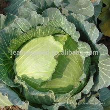 C39 JF no.1 mid-late maturity oblateness hybrid cabbage seeds in vegetable seeds